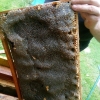 mokry zasklep pszczoly kaukaskiej